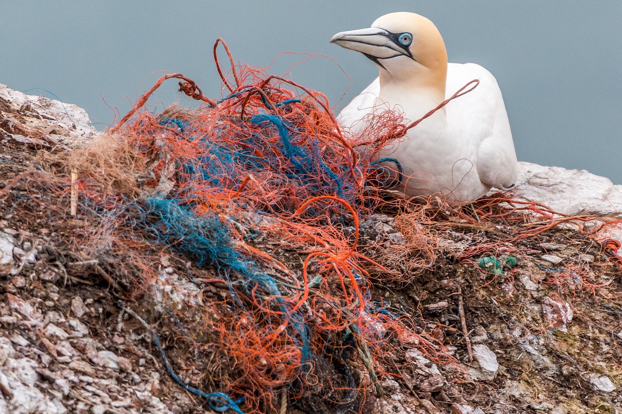 Less waste. Ptak i sieci rybackie.